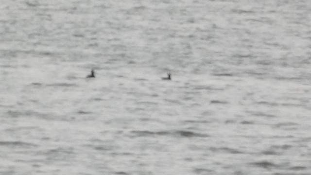 Greater/Lesser Scaup - ML516929651