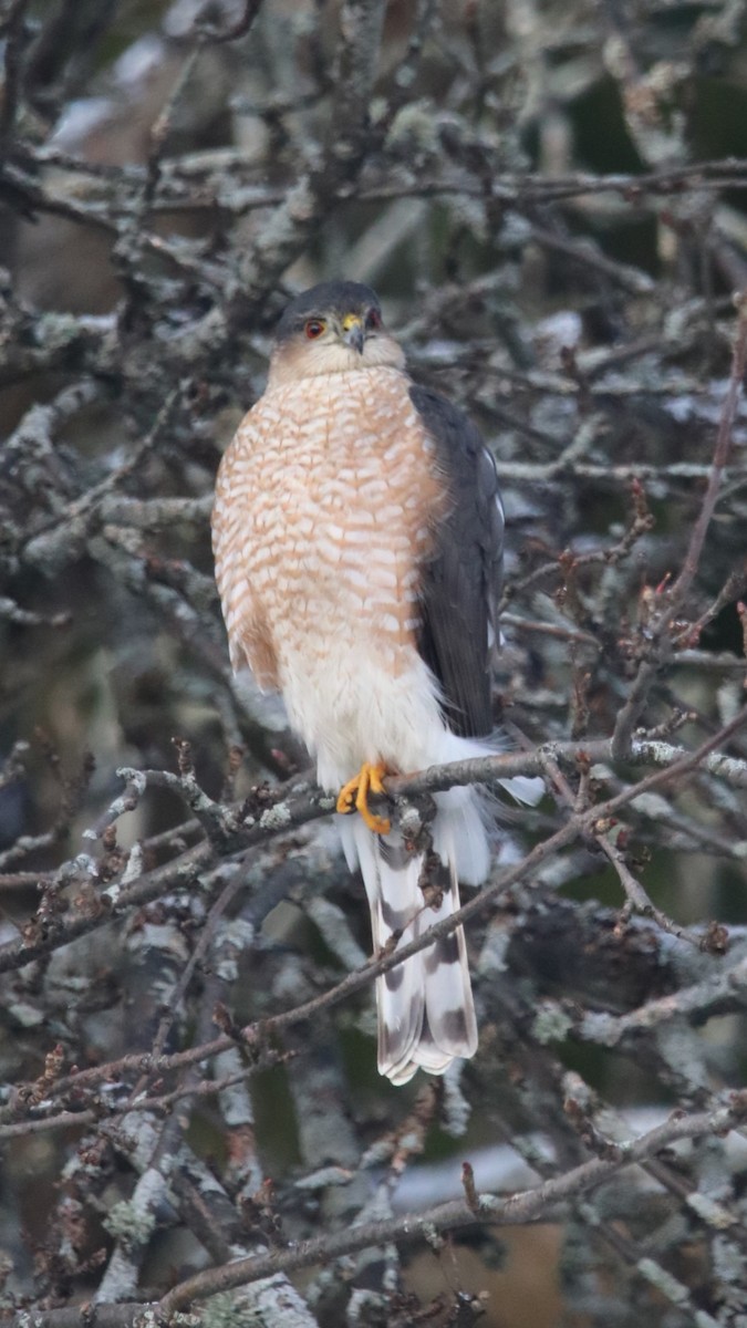 eBird Checklist 26 Dec 2022 70 Arthur Street, Truro, Nova Scotia