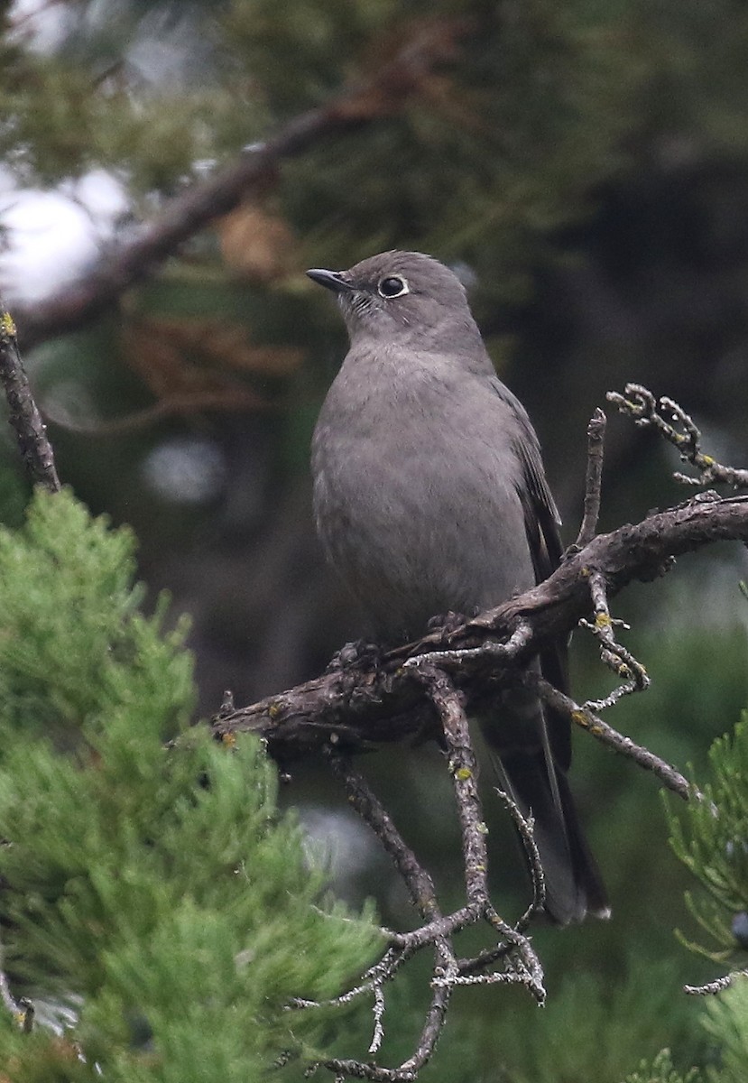 Townsend's Solitaire - ML516933841