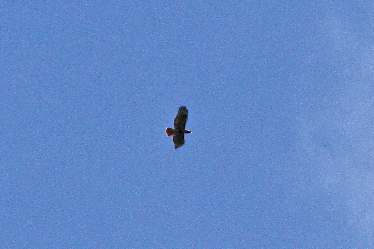 Red-tailed Hawk (jamaicensis) - ML51693531