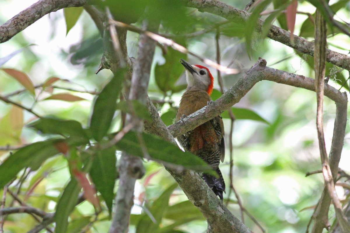 Jamaican Woodpecker - ML51693581