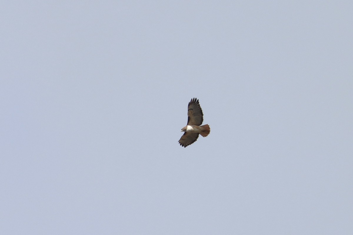Red-tailed Hawk (kemsiesi/hadropus) - ML516939361