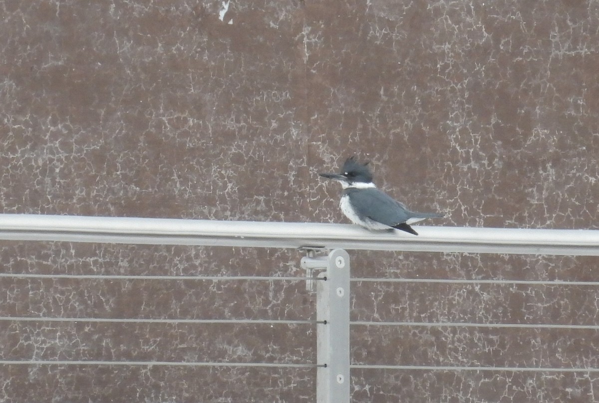 Belted Kingfisher - ML516944101