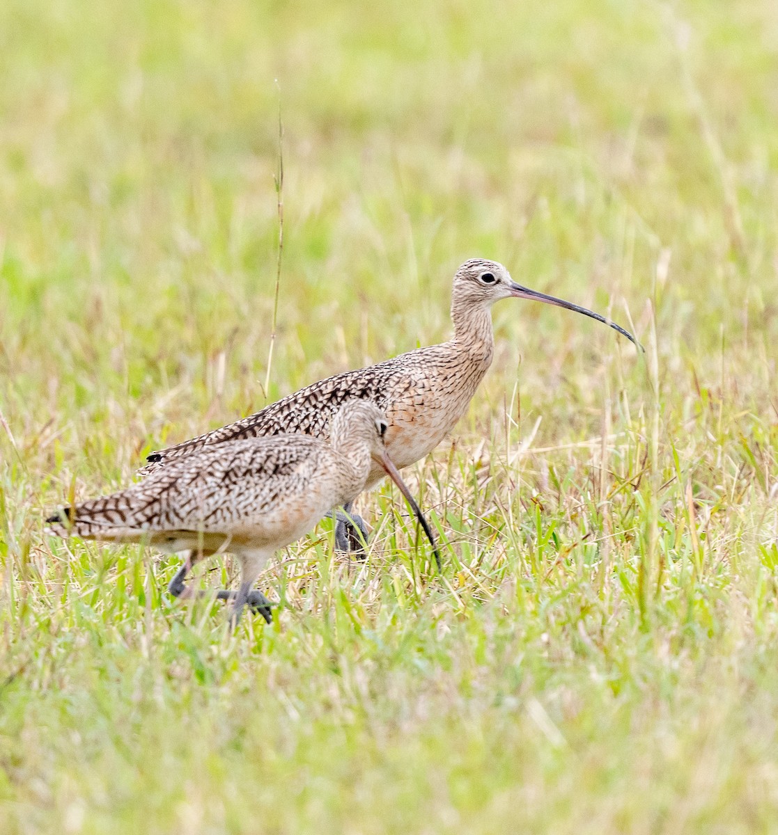 Long-billed Curlew - ML516944411