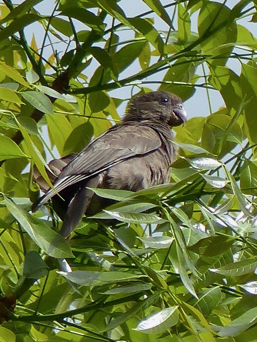 Seychelles Parrot - ML516946851