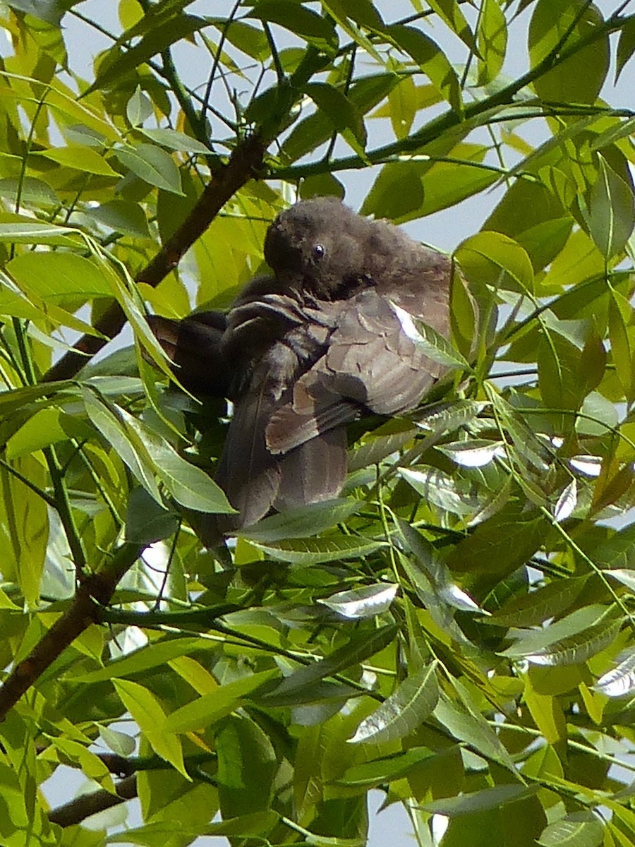 Seychelles Parrot - ML516946861