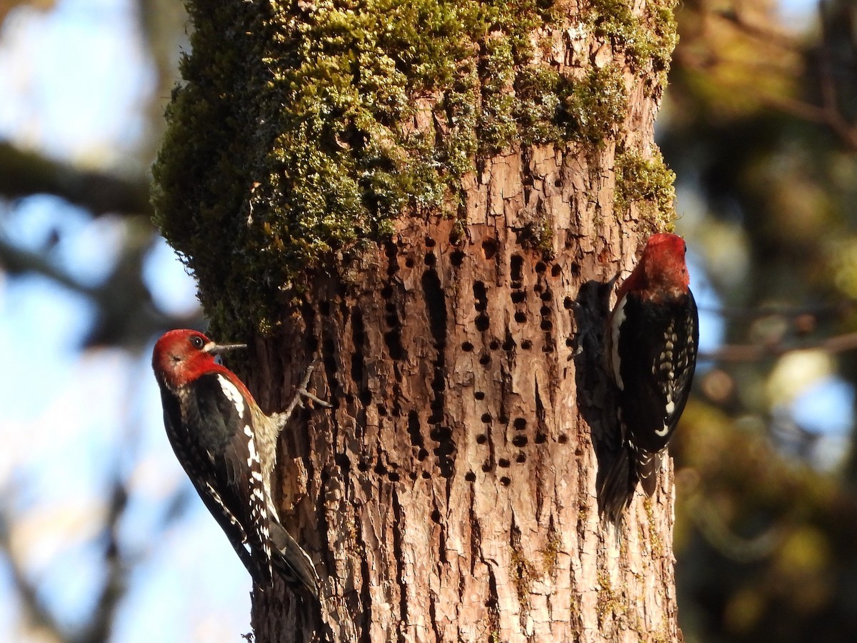 Red-breasted Sapsucker - ML516946911