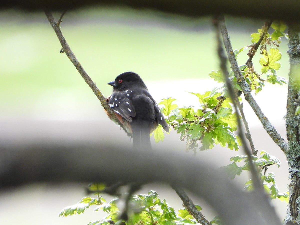 Spotted Towhee - ML516947261