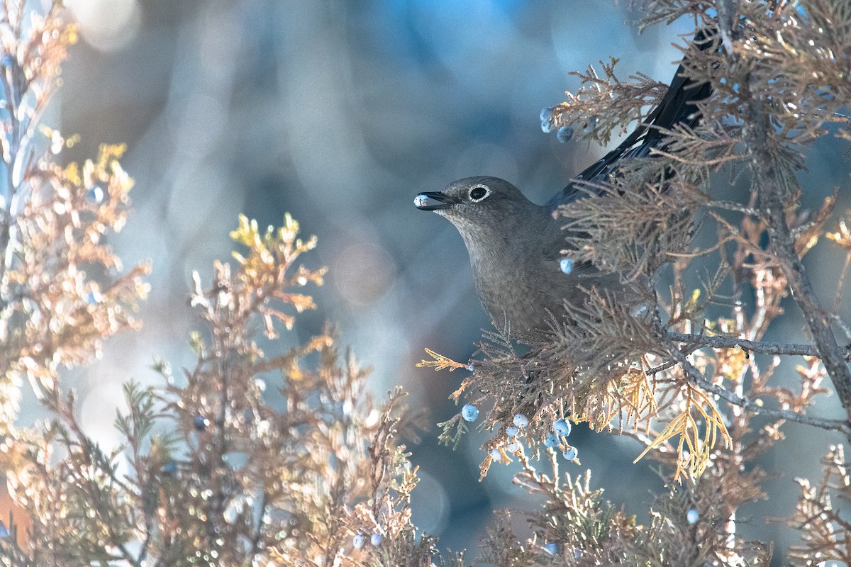Townsend's Solitaire - ML516947541