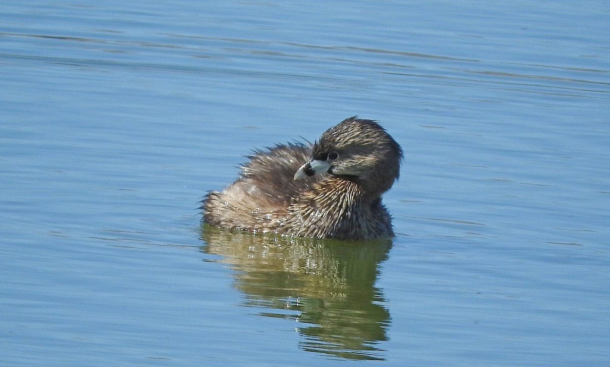 Pied-billed Grebe - Mary Brown