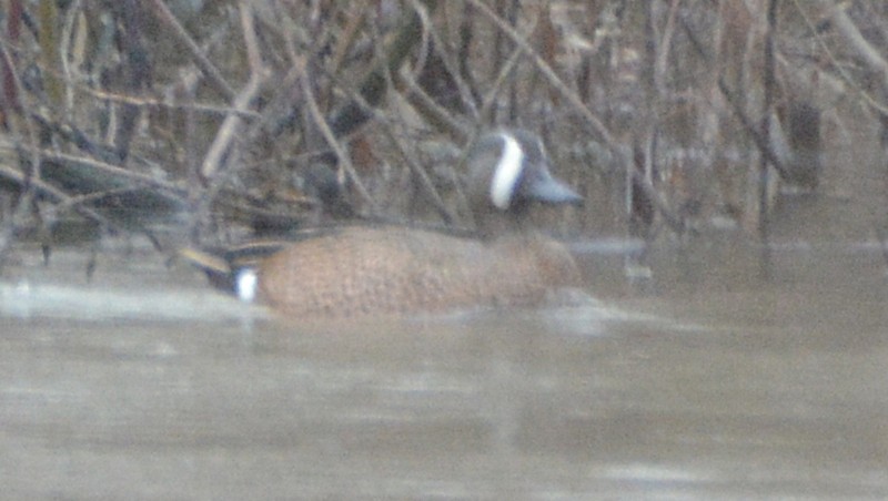 Blue-winged Teal - ML51695151