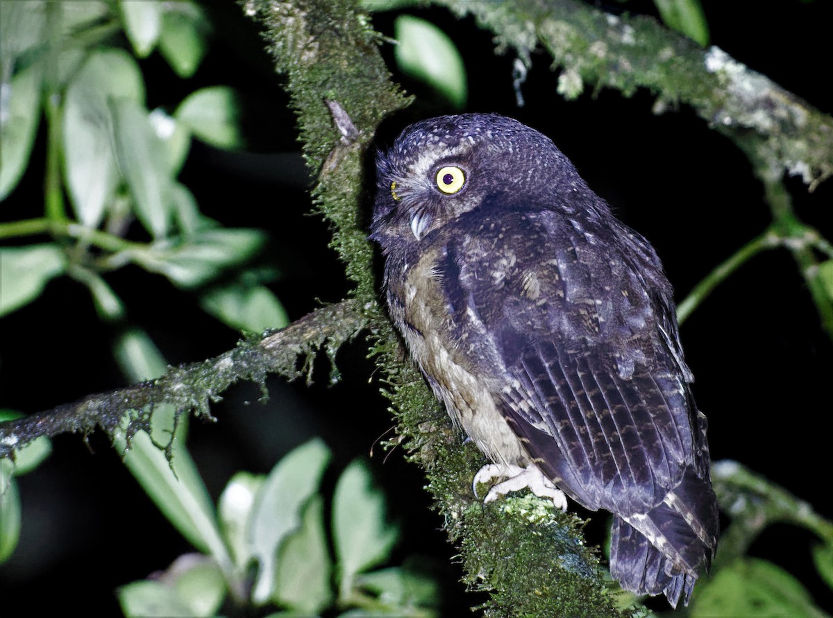 White-throated Screech-Owl - ML516951771