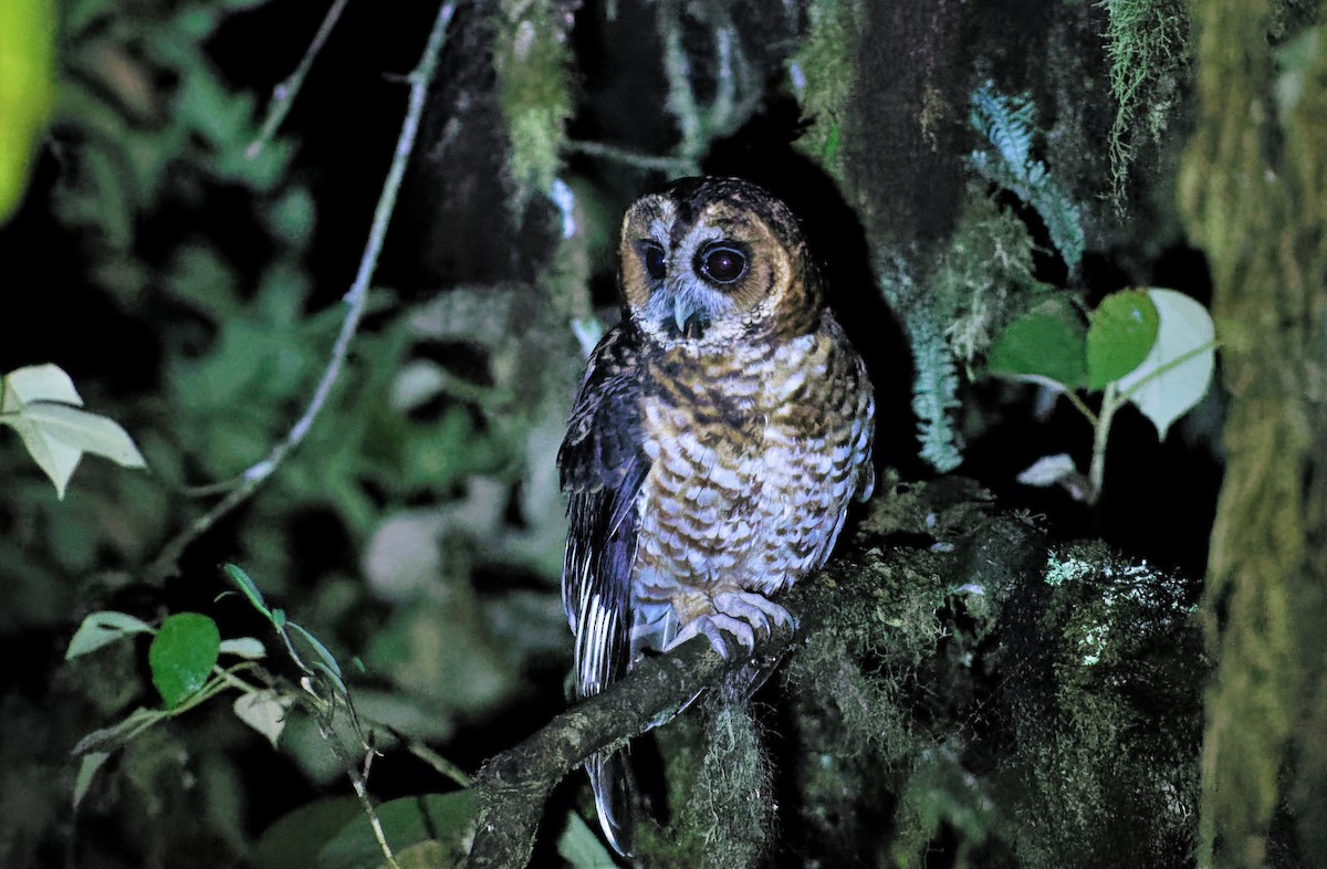 Rufous-banded Owl - ML516953521