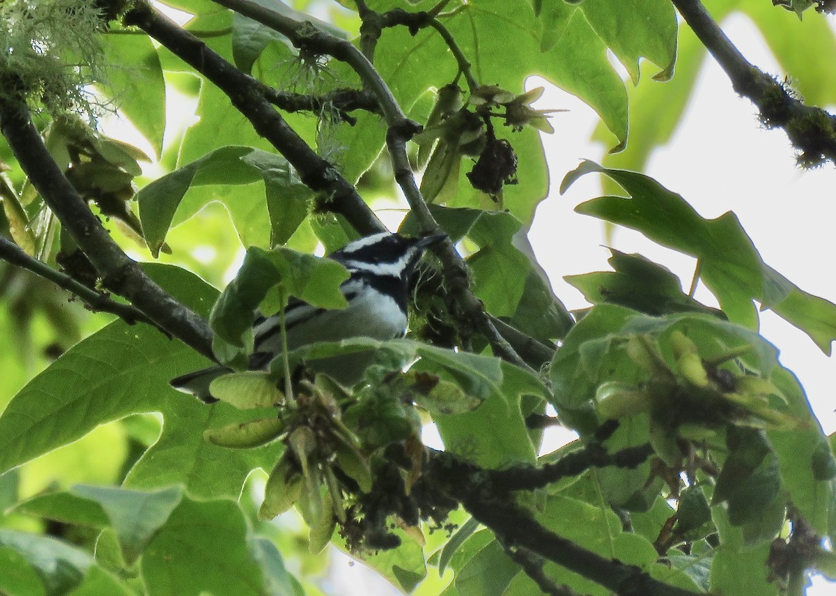 Black-throated Gray Warbler - ML516953791
