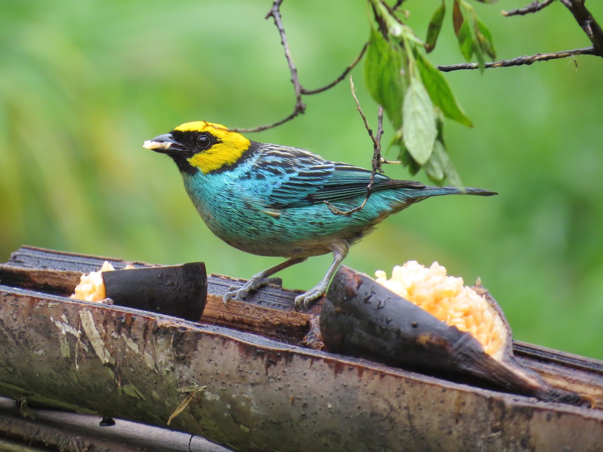 Saffron-crowned Tanager - Eric Wilmot