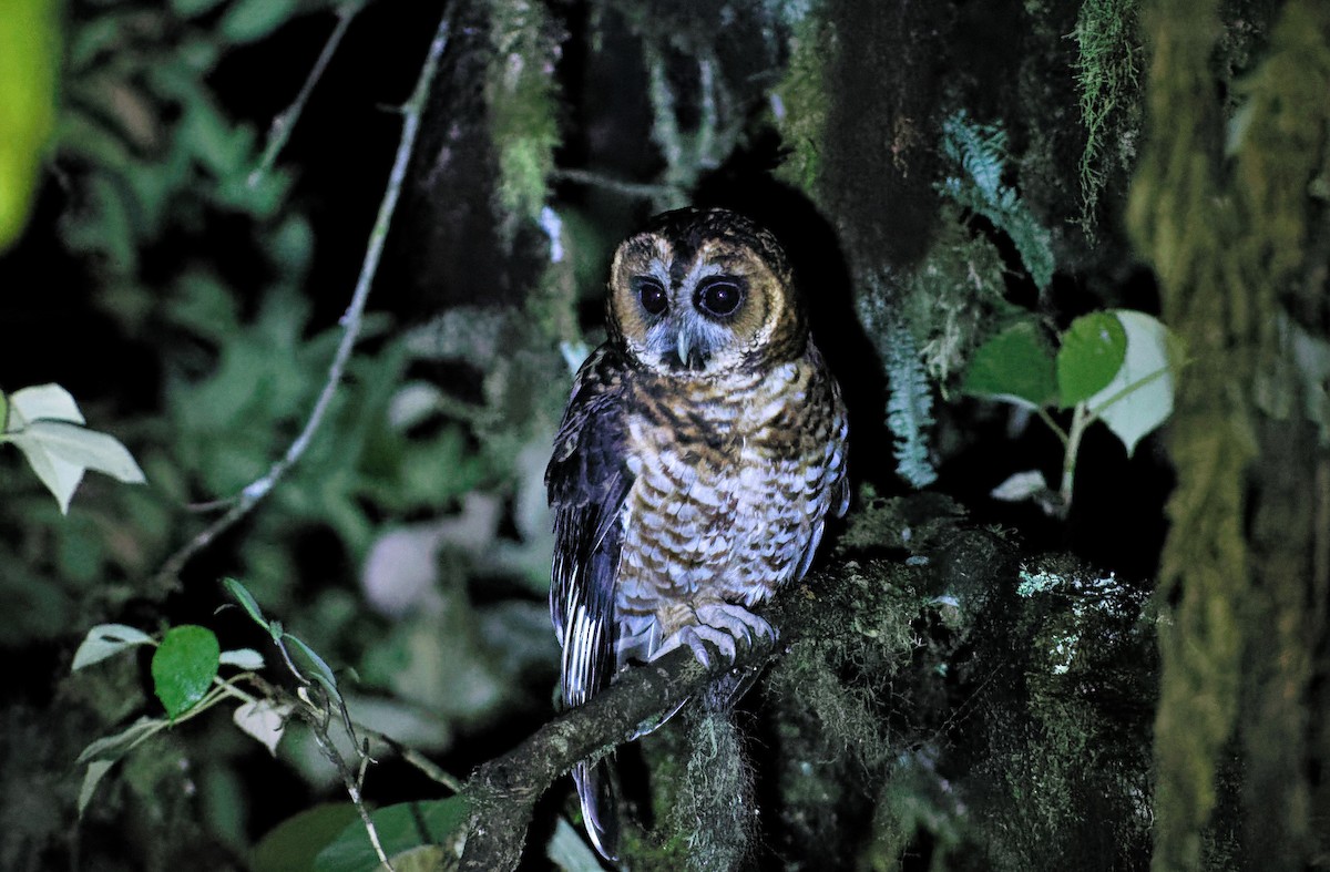 Rufous-banded Owl - ML516955801