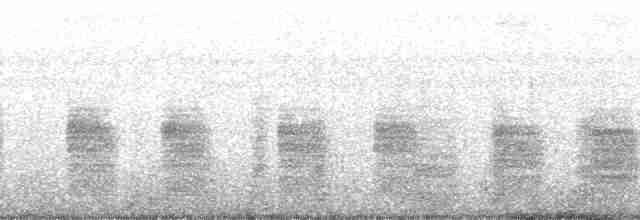 oseanstormsvale (oceanicus/exasperatus) - ML51696