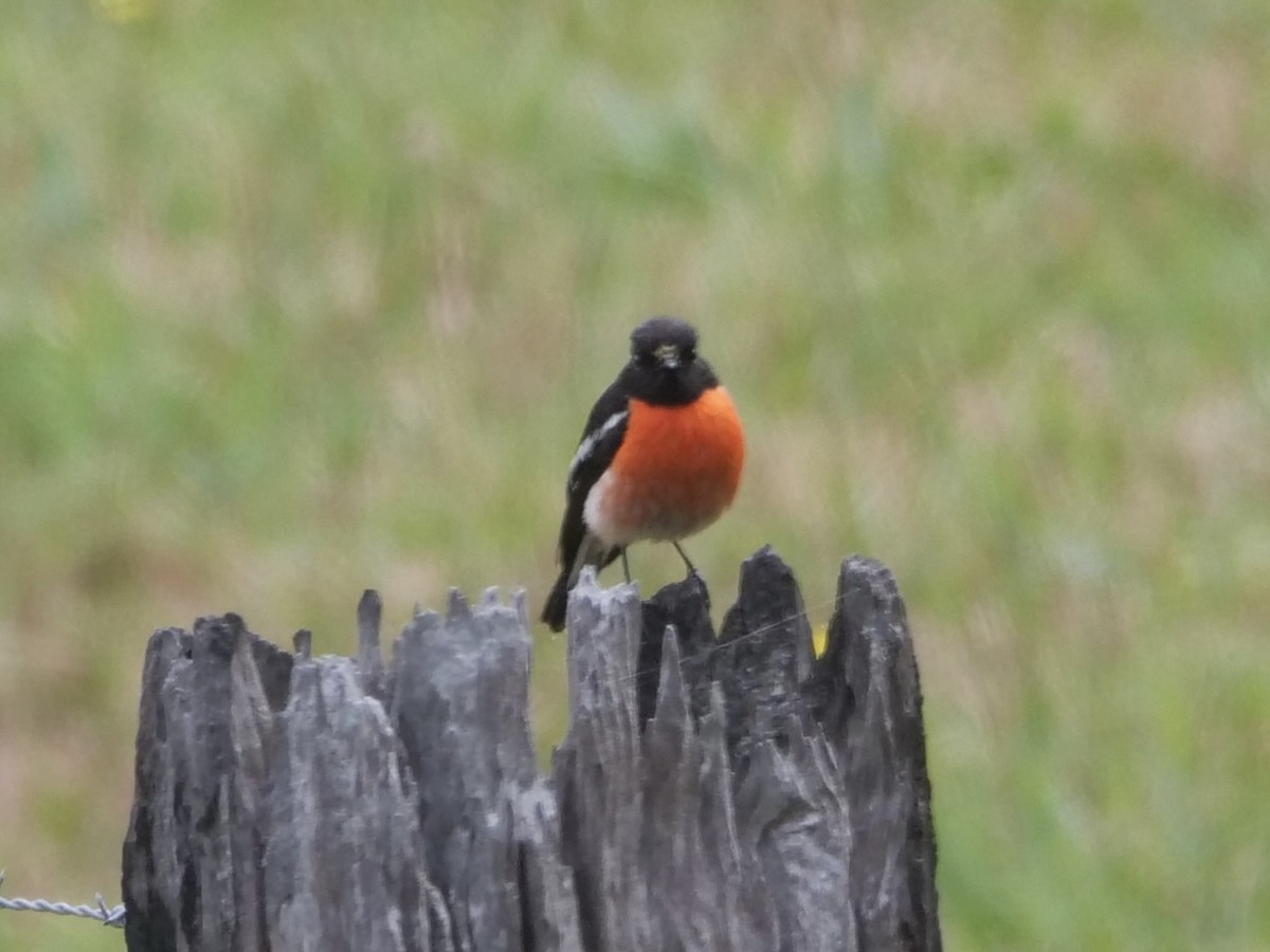 Scarlet Robin (Campbell's) - ML516960431