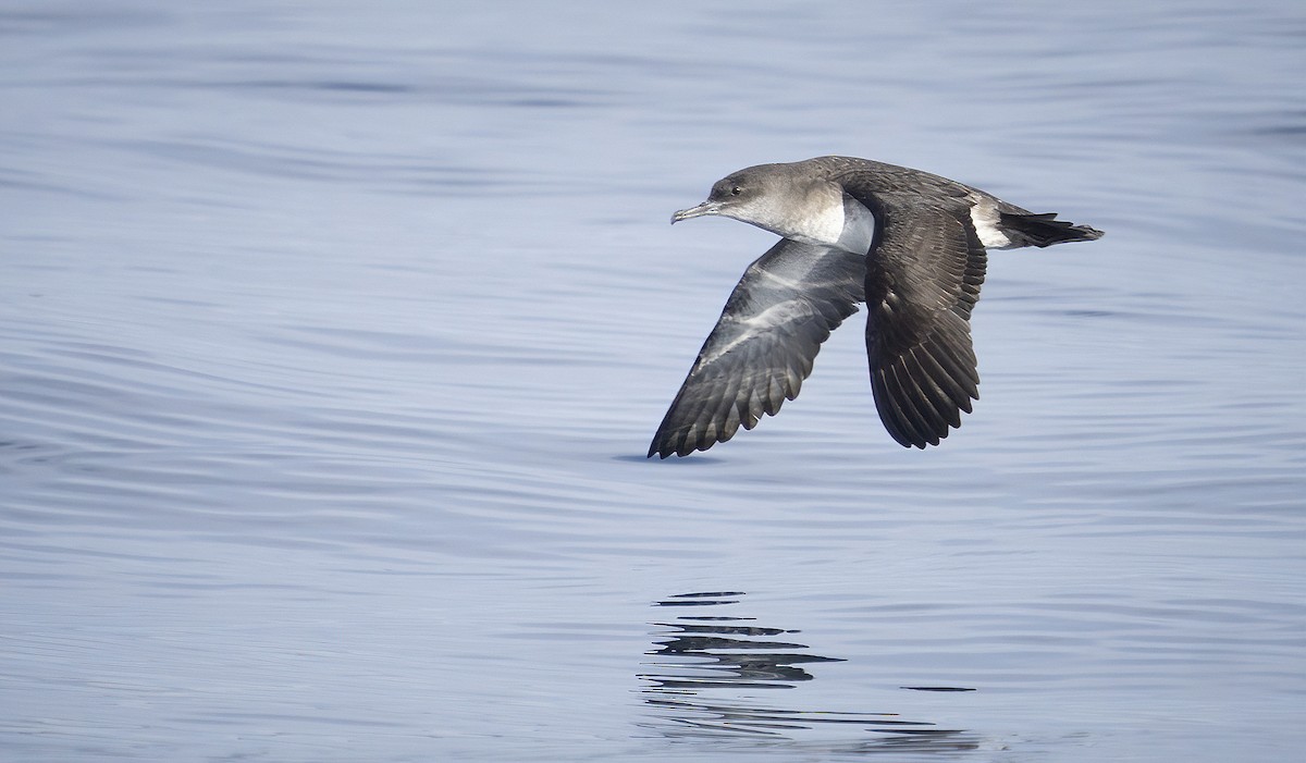 Black-vented Shearwater - Anonymous