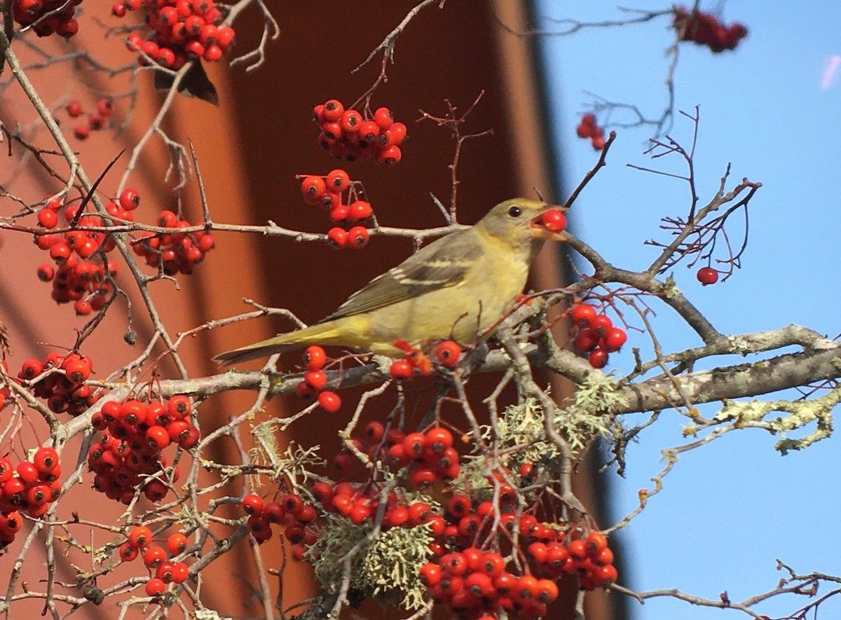 Western Tanager - ML516964211