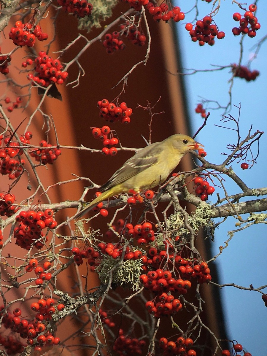Western Tanager - ML516964221