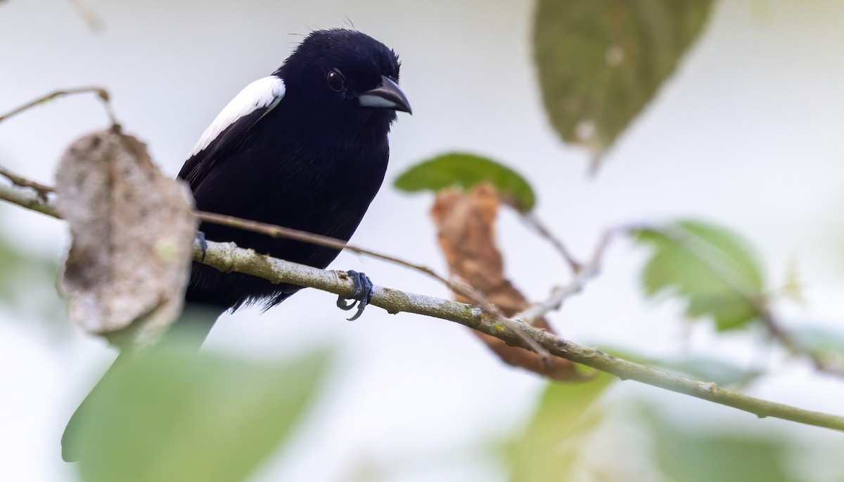 White-shouldered Tanager - ML516966021