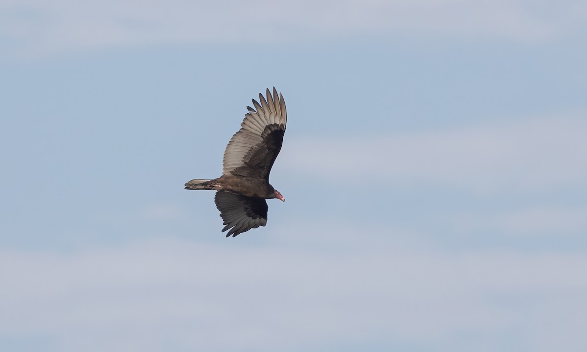 Turkey Vulture - ML516969911