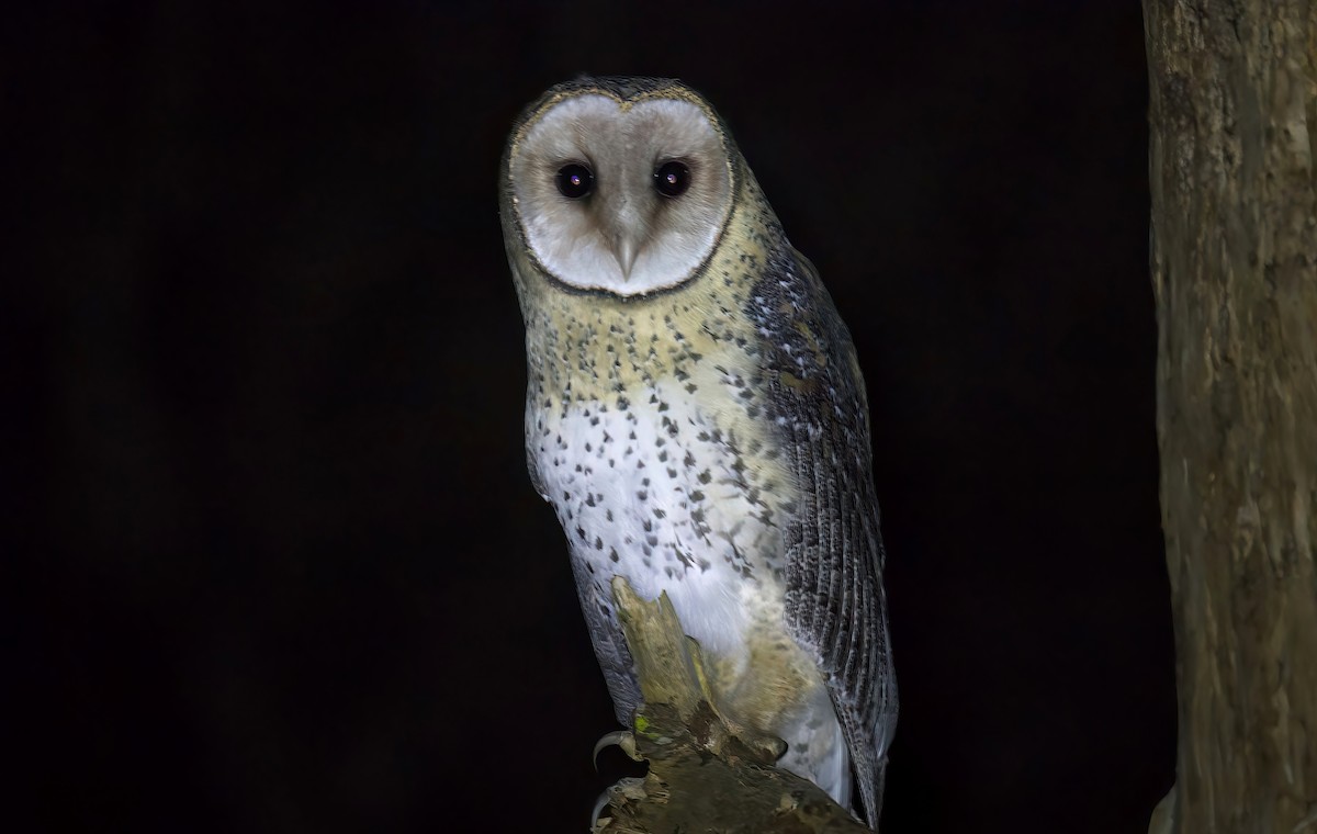 Australian Masked-Owl - ML516972721