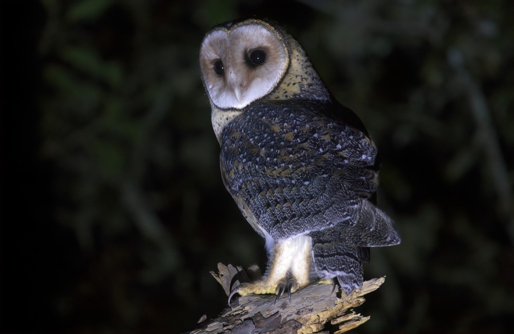 Australian Masked-Owl - Tom Tarrant