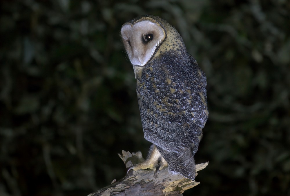 Australian Masked-Owl - ML516973101