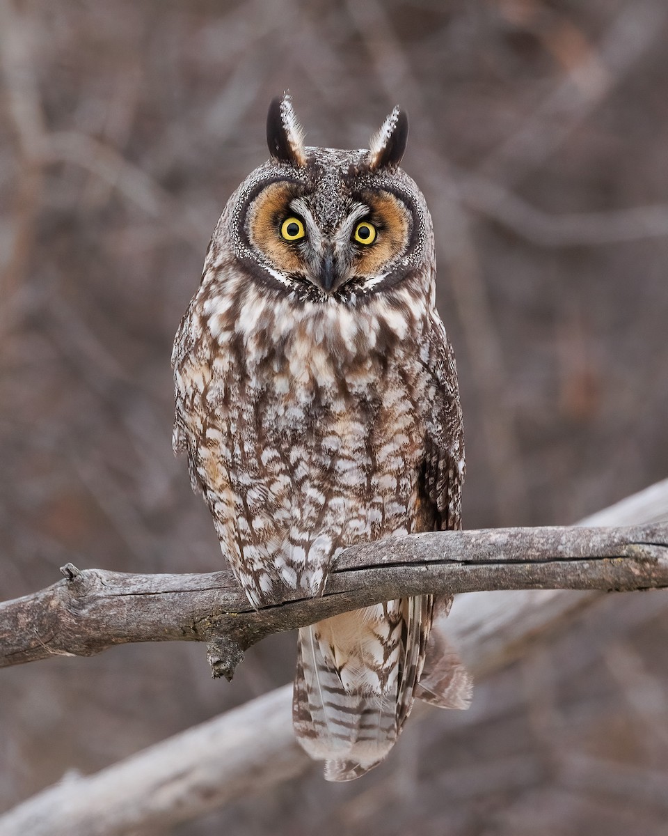 eBird Checklist - 26 Dec 2022 - Genoa Road - 1 species