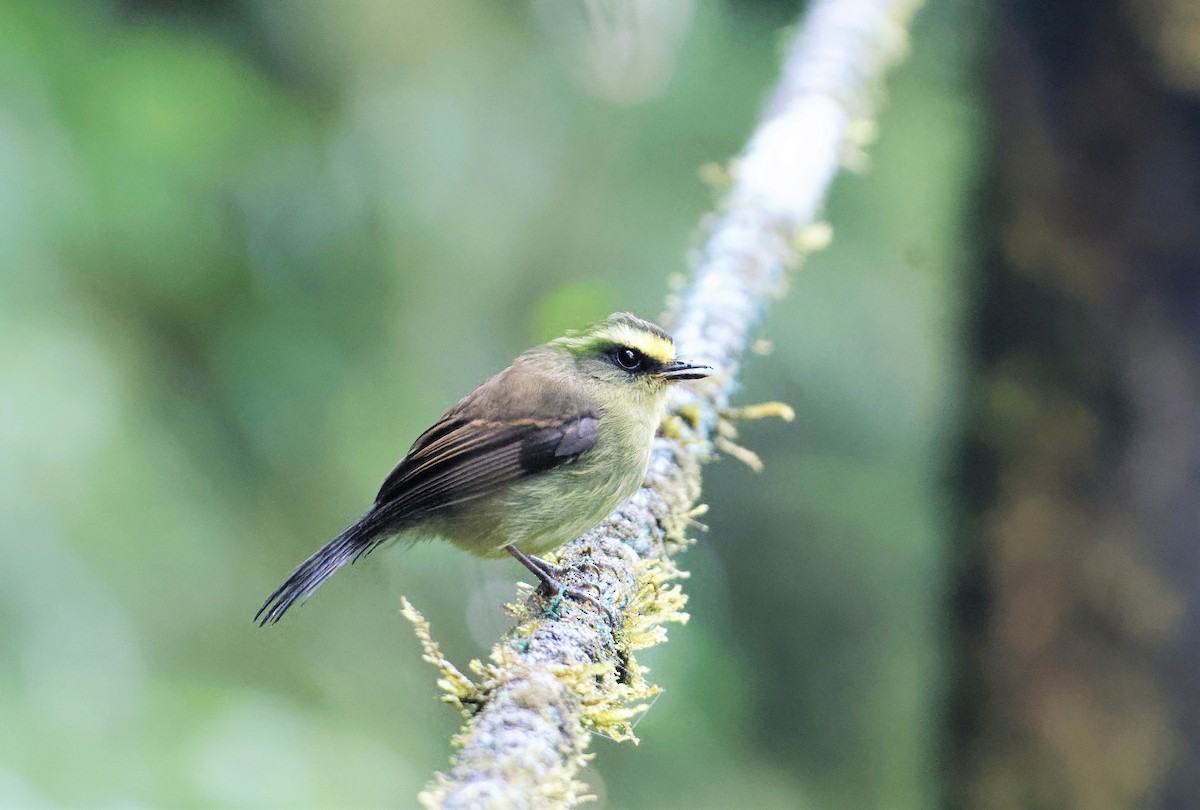 Yellow-bellied Chat-Tyrant - ML516978411