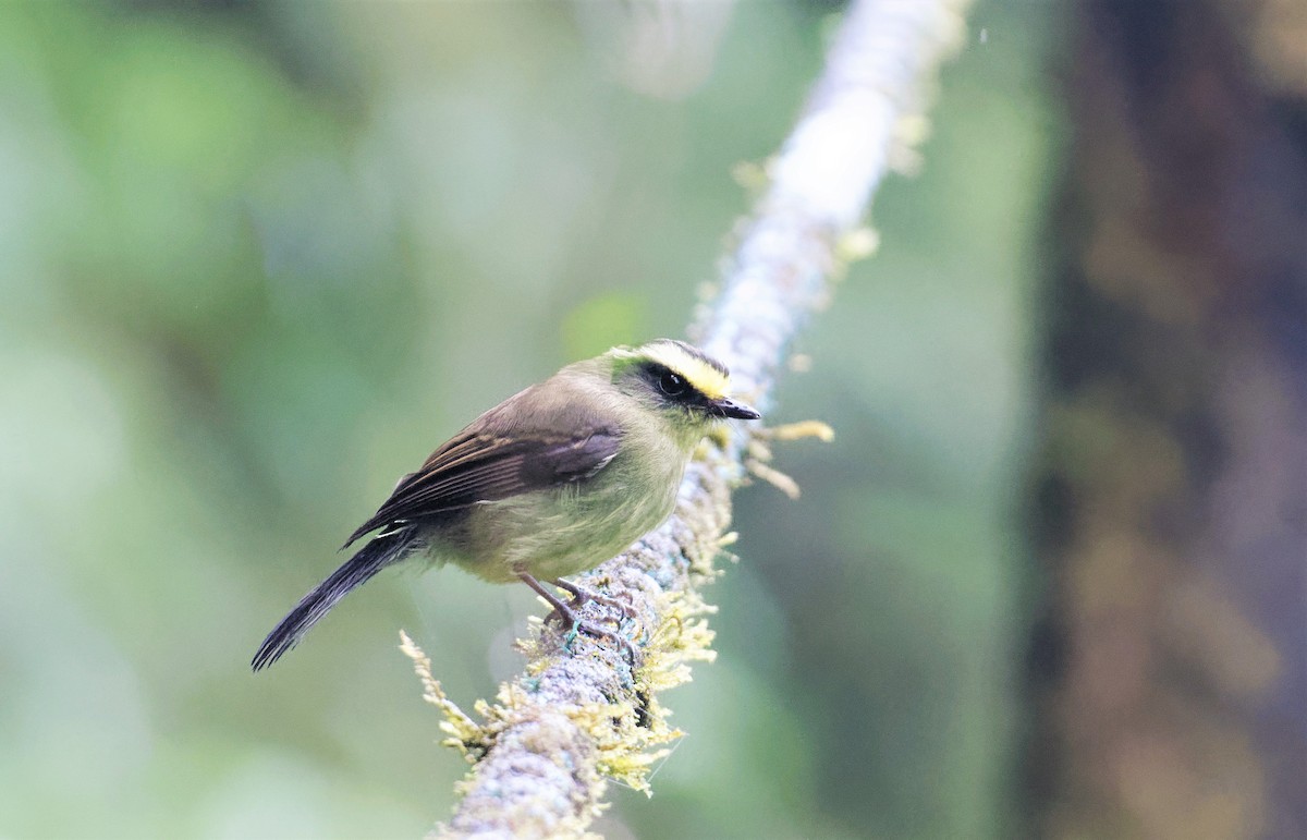 Yellow-bellied Chat-Tyrant - ML516979531