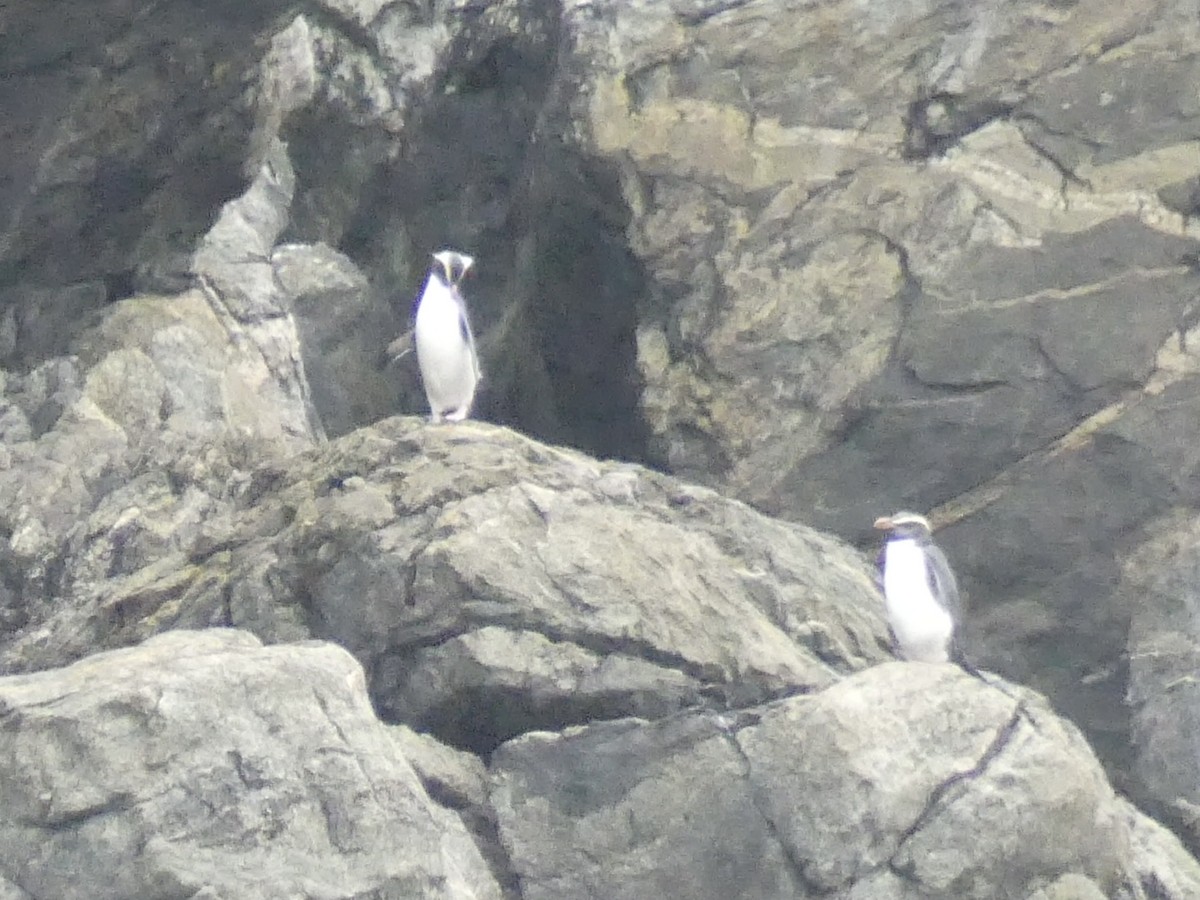 Fiordland Penguin - ML516983491