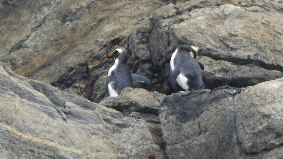 Толстоклювый пингвин - ML516983511