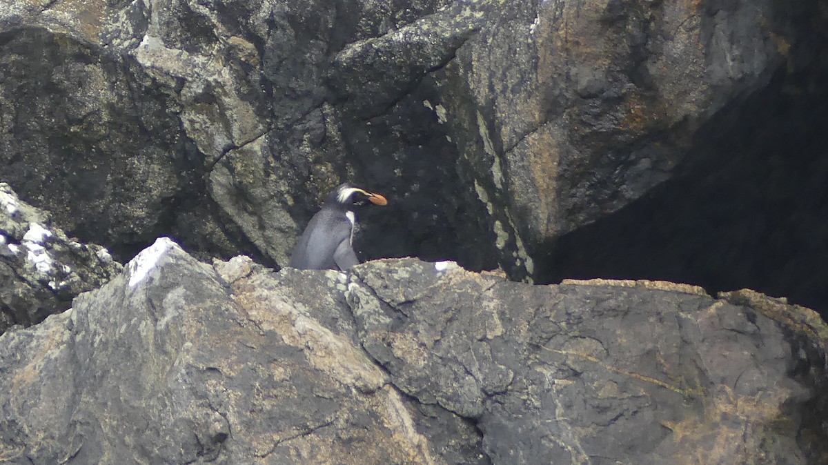 tučňák novozélandský - ML516983521