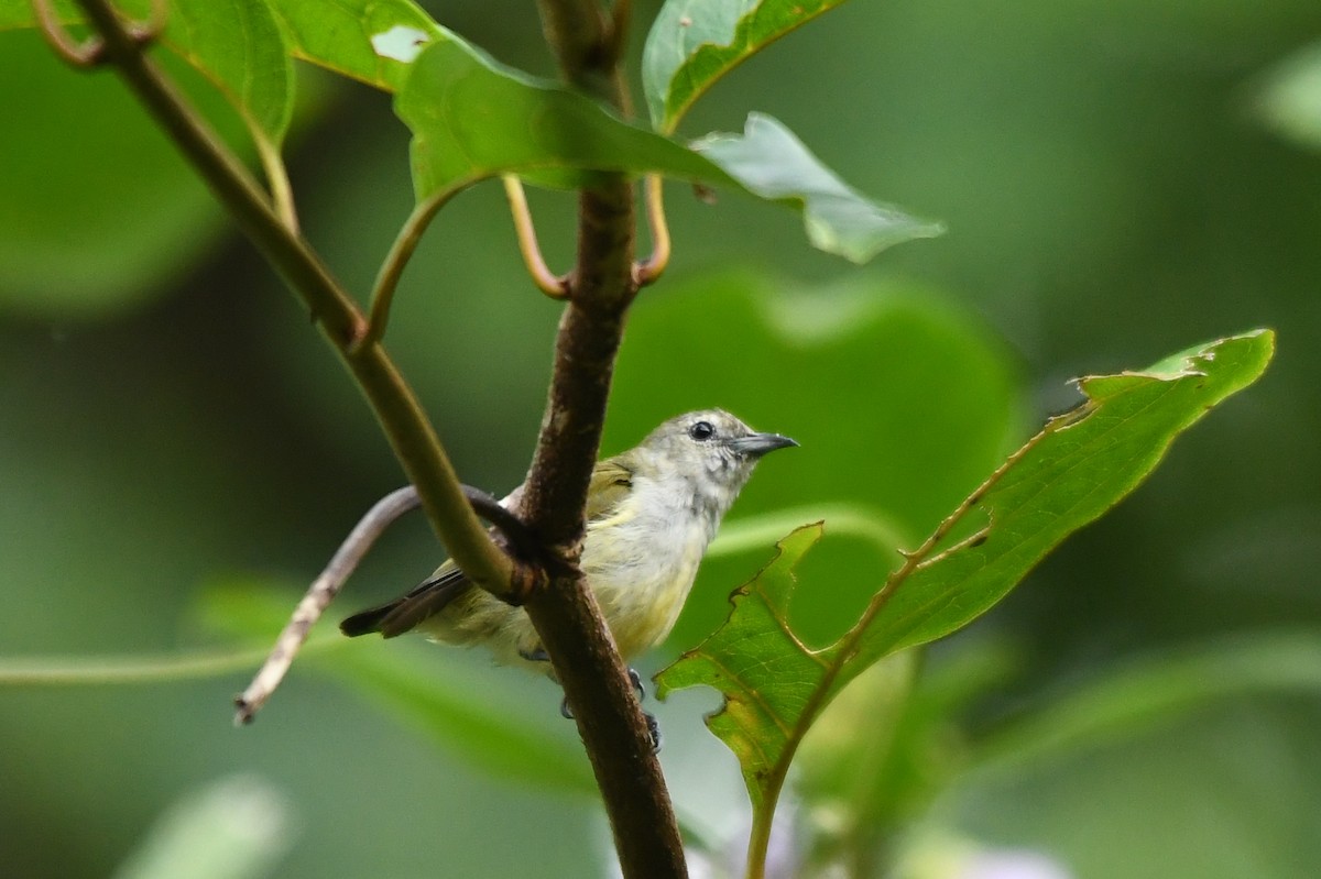 Andaman Flowerpecker - Dhyey Shah
