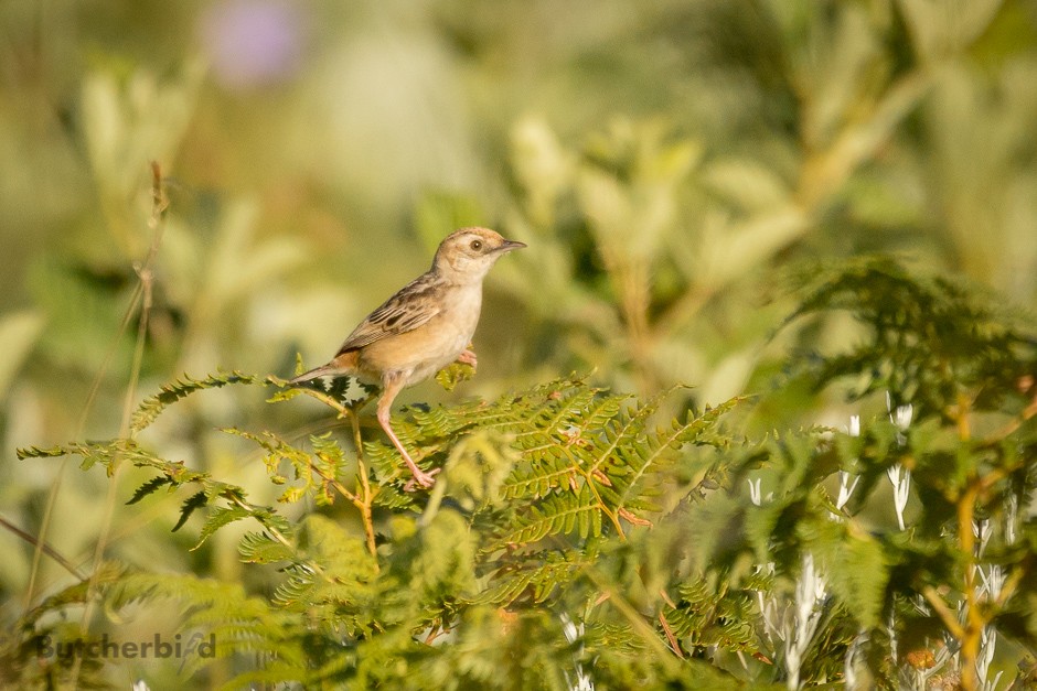 Wing-snapping Cisticola - ML516991401