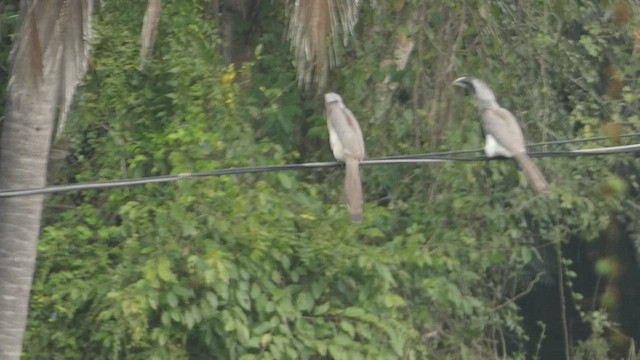 Indian Gray Hornbill - ML516993171