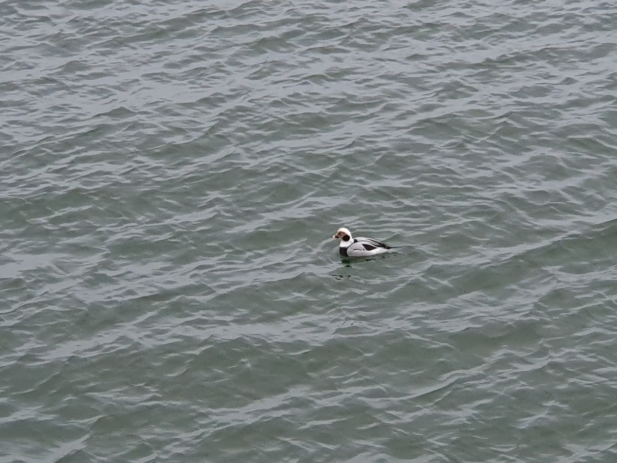 Long-tailed Duck - ML516997521
