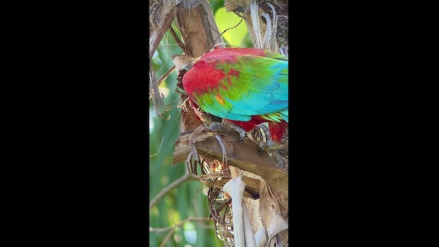 Red-and-green Macaw - ML516998961