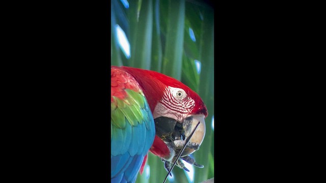 Red-and-green Macaw - ML516998971