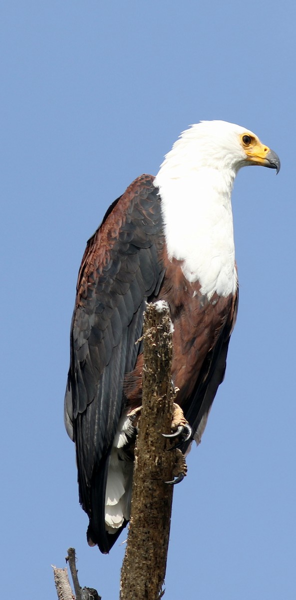 African Fish-Eagle - ML516999501