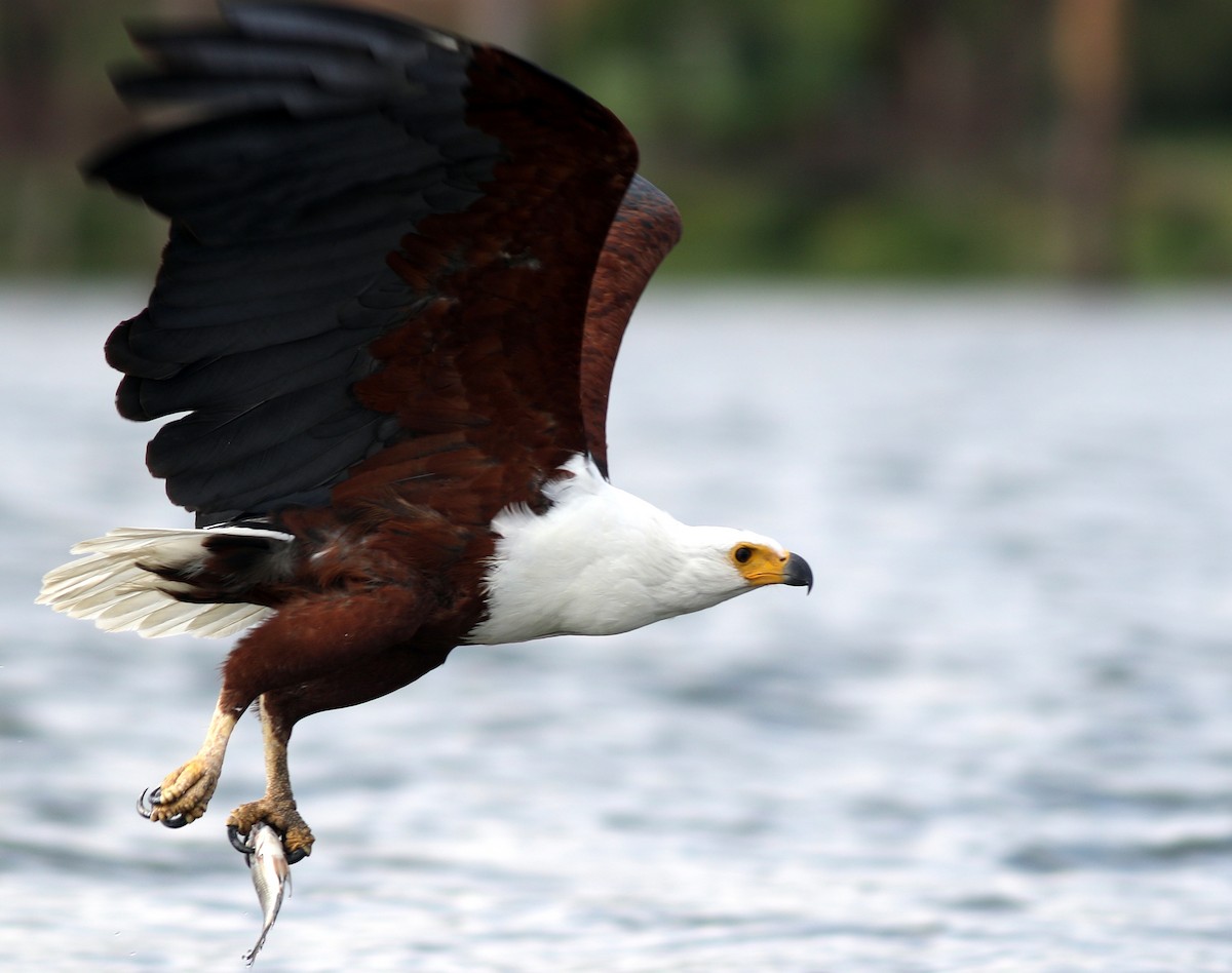 African Fish-Eagle - ML516999511