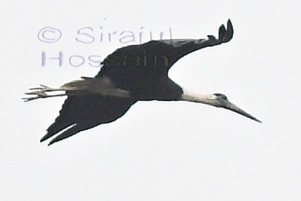 Asian Woolly-necked Stork - ML516999881