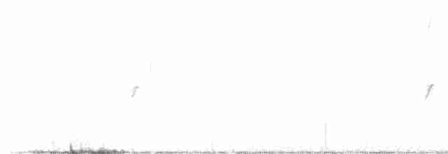 ורדית ארוכת-זנב - ML517001191