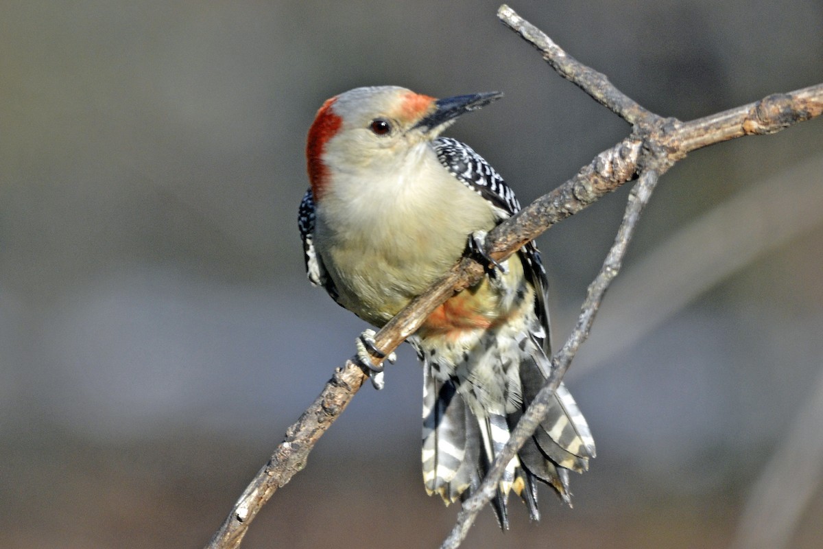 Red-bellied Woodpecker - ML51700621