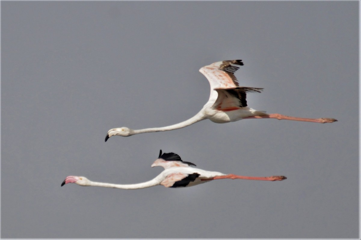 Greater Flamingo - Bruce Mast