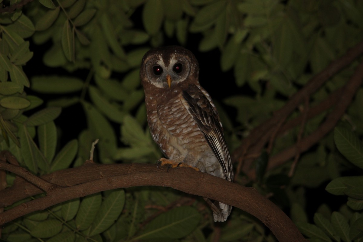 African Wood-Owl - David Hancock