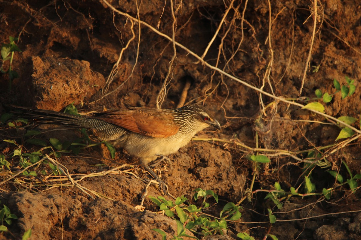 White-browed Coucal (White-browed) - ML517009371